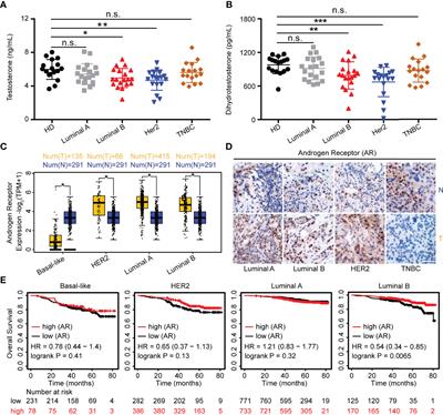 Androgens in Patients With Luminal B and HER2 Breast Cancer Might Be a Biomarker Promoting Anti-PD-1 Efficacy